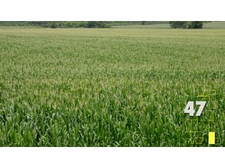Property photo 175 - Land Auction - 3,379 Acres in 48 Tracts, 2,900 Acres Tillable, Large Contiguous Tracts - Investment Potential